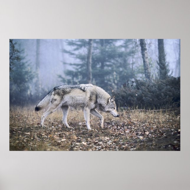 Auf dem Prowl Timber Wolf Poster