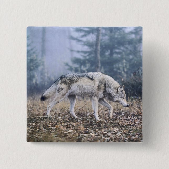 Auf dem Prowl-Timberwolf Button (Vorderseite)