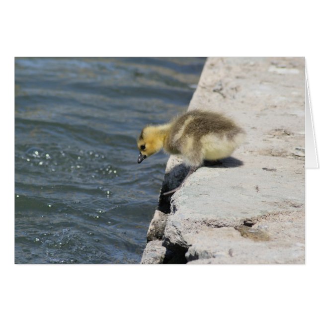 Auf dem Weg zum Plunge (Vorderseite (Horizontal))