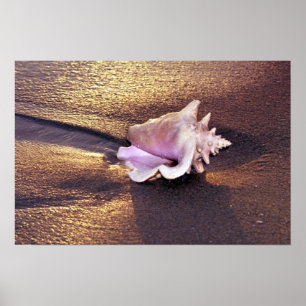 Auf den Fidschi-Inseln gibt es noch Muscheln wie d Poster