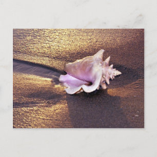 Auf den Fidschi-Inseln gibt es noch Muscheln wie d Postkarte
