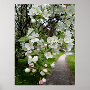 Auf den Grundlagen der Blüten Poster