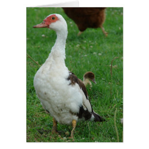 Auf den "Lookout Duck"-Jeden Anlässen