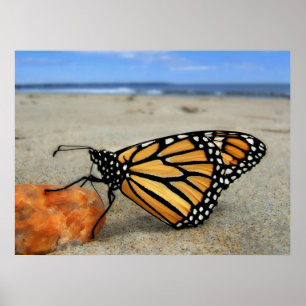 Auf den Strand gesetzter Schmetterling durch Poster