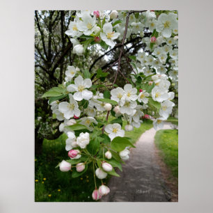Auf den Zweigen der Blüten Poster