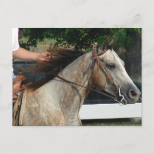 Auf der Pferdeausstellung Postkarte