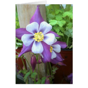 Auf der Posten-leeren Karte