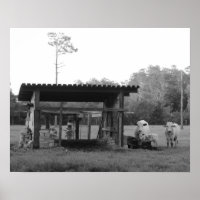 Auf der Ranch - - Kühe - Schwarz und Weiß