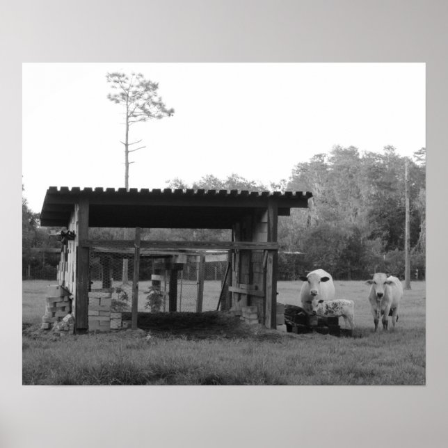 Auf der Ranch - - Kühe - Schwarz und Weiß Poster (Vorne)