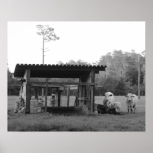 Auf der Ranch - - Kühe -- Schwarzweiss Poster