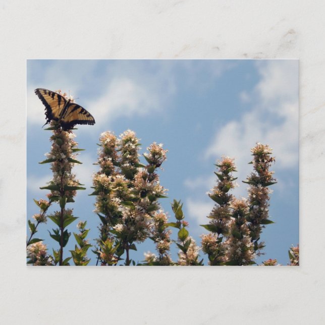 Auf der Weltspitze Postkarte (Vorderseite)