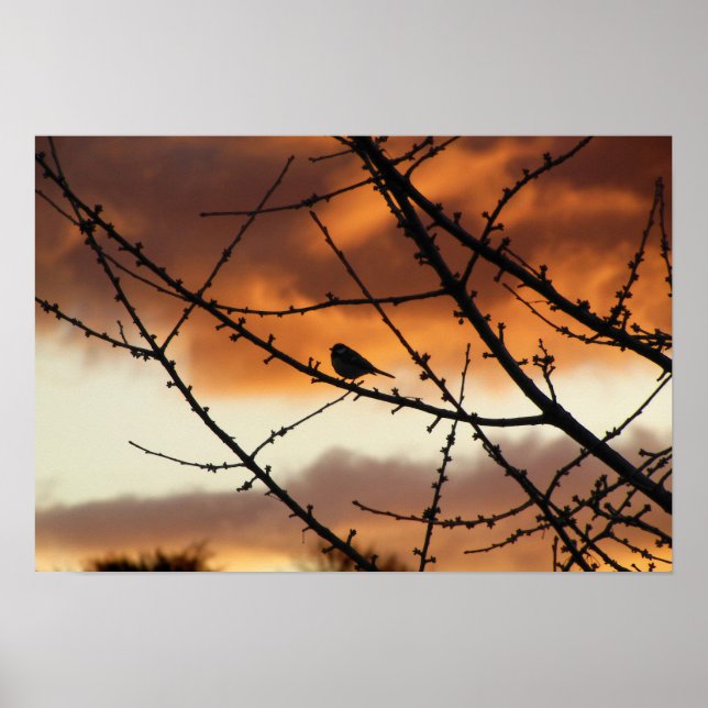 Auf einem Baum stehender Vogel mit Sonnenaufgang h Poster (Vorne)