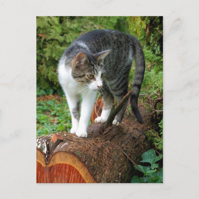 Auf einem Cat Walk - Kitty Postcard Postkarte (Vorderseite)