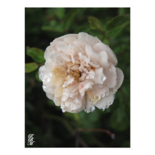 Auf einer Blume Fotodruck