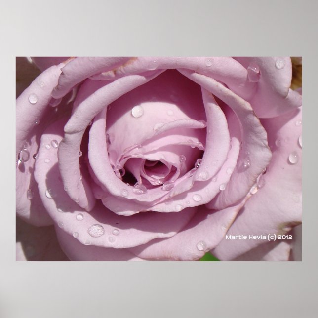 Auf einer Lavendel-Rose Poster (Vorne)