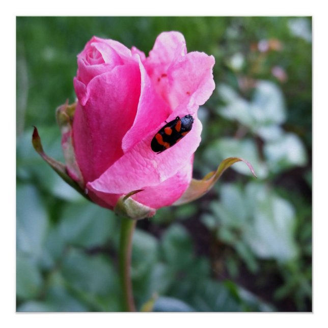 auf einer Rose ruhen Poster (Vorderseite)