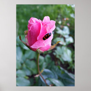 auf einer Rose ruhen Poster