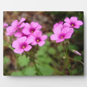 Auf meiner Türstufe Foto Plaque Fotoplatte