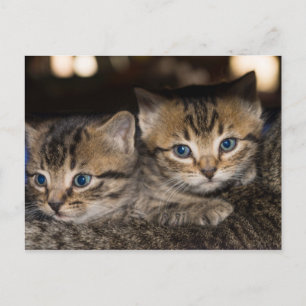 Auf Mommas rücker Postkarte