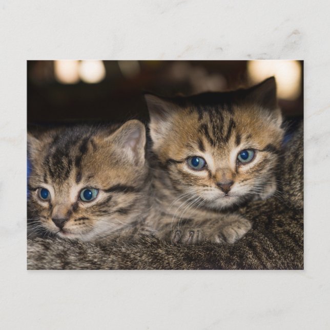 Auf Mommas rücker Postkarte (Vorderseite)