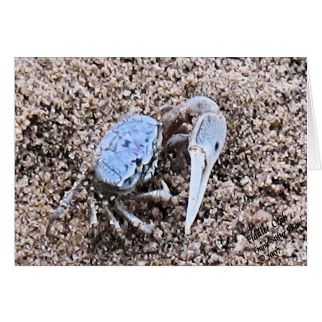 Auf Nah und dreckig! Fiddler Crab (Vorderseite (Horizontal))