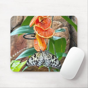 Auf Orangen Fütternd Baumnymph-Schmetterlinge Mousepad