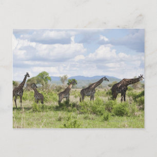 Auf Safari im Mikumi-Nationalpark in Tansania, 2 Postkarte