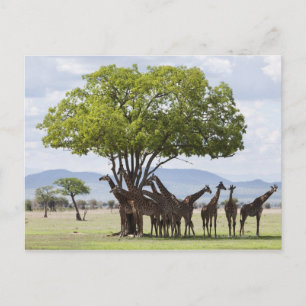 Auf Safari im Mikumi-Nationalpark in Tansania, Postkarte