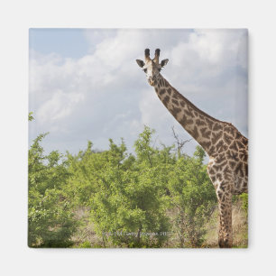 Auf Safari in Tansania, Afrika. 2 Magnet