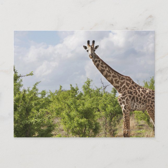 Auf Safari in Tansania, Afrika. 2 Postkarte (Vorderseite)