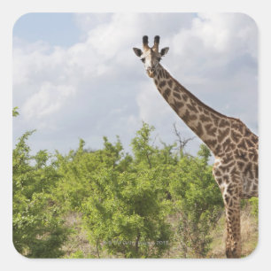 Auf Safari in Tansania, Afrika. 2 Quadratischer Aufkleber