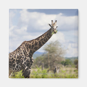 Auf Safari in Tansania, Afrika Magnet