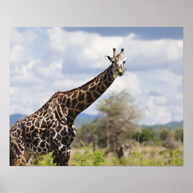 Auf Safari in Tansania, Afrika. Poster (Vorne)