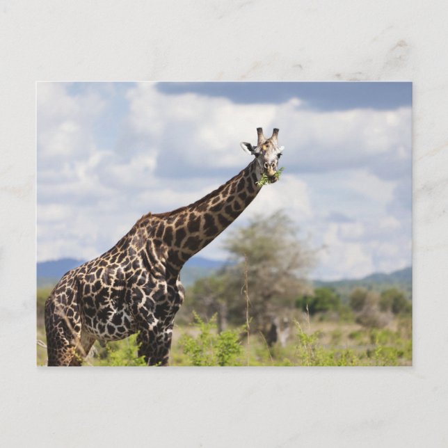 Auf Safari in Tansania, Afrika. Postkarte (Vorderseite)