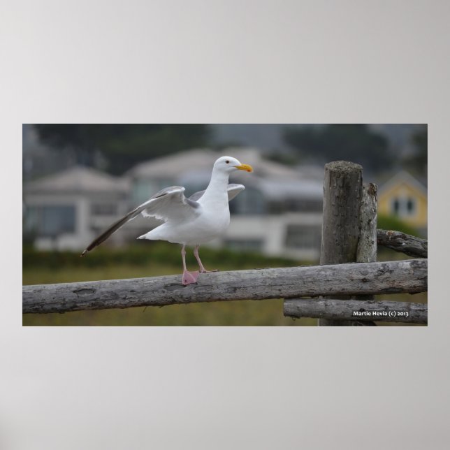 Auf Zaun II - Poster/Print Poster (Vorne)