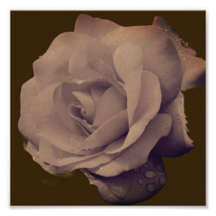 Aufblühende Rose mit Regentropfen Vintage 8x8 Fotodruck