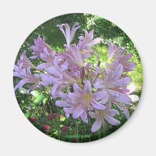 Auferstehung Lily Magnet