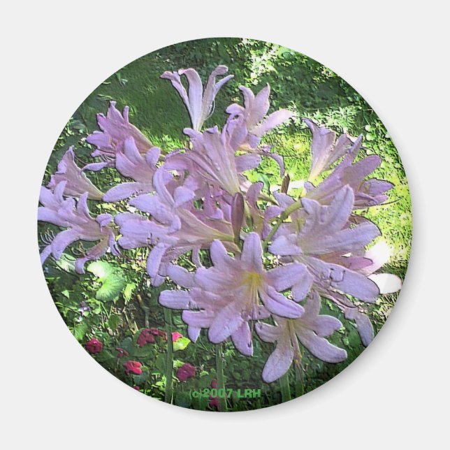 Auferstehung Lily Magnet (Vorne)