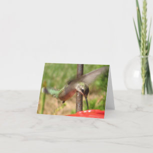 Auffallende Hummingbird-Notecards Karte