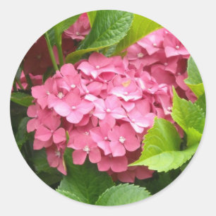 Auffallende rosa Hydrangeas Runder Aufkleber