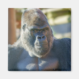 Auffallende Silverback Magnet