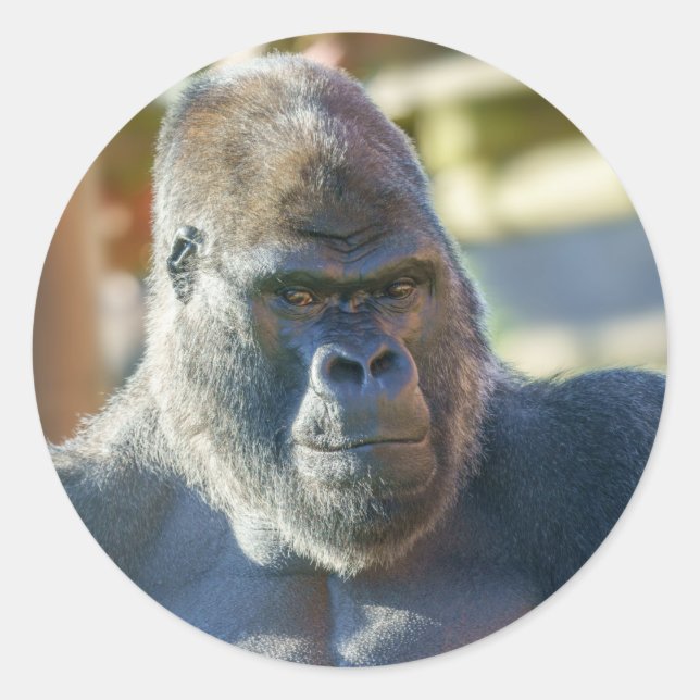 Auffallende Silverback Runder Aufkleber (Vorderseite)