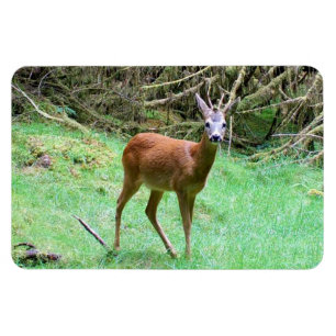 Auffallender Rehbock Alarm Waldkulisse Kunst Magnet