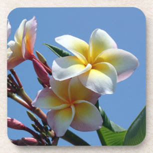 Auffällige Plumeriafrangipani-Blüte Getränkeuntersetzer