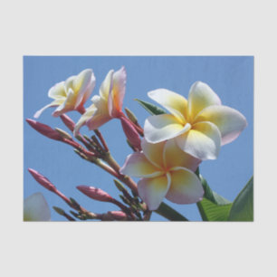 Auffällige Plumeriafrangipani-Blüte Seidenpapier