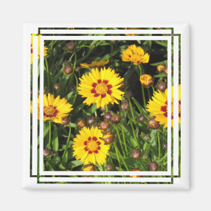Aufgehende Sonnecoreopsis-Quadrat-Magnet Magnet