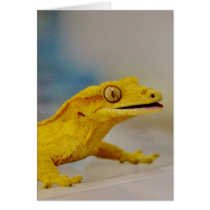 Aufgeregter Gecko mit Haube