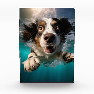 Aufgeregter Hund Schwimmt Unterwasser Design Fotoblock