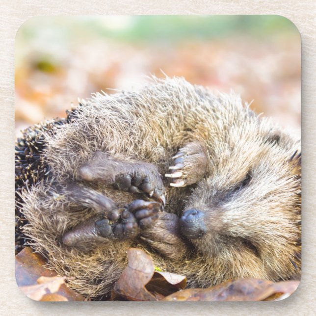 Aufgerollter Igel, der auf Blätter in der Untersetzer (Vorderseite)