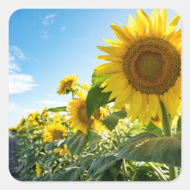 Aufkleber (Vorderseite)